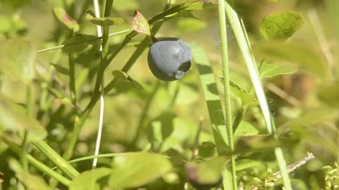 Closeup macro blueberries on the branch in the forest Stock Footage 144406869