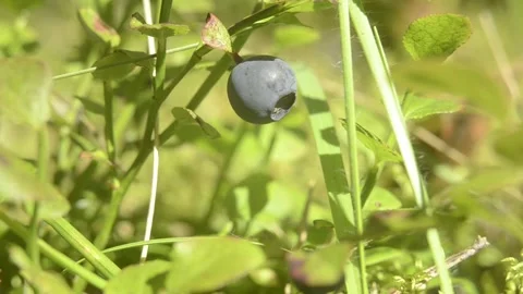 Closeup macro blueberries on the branch in the forest Stock Footage 144407063
