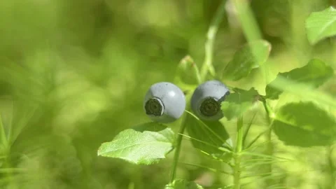 Closeup macro blueberries on the branch in the forest Stock Footage 144407166