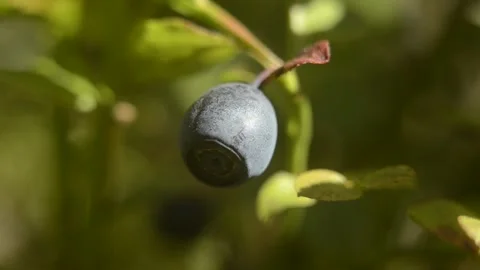 Closeup macro blueberries on the branch in the forest Stock Footage 144407389
