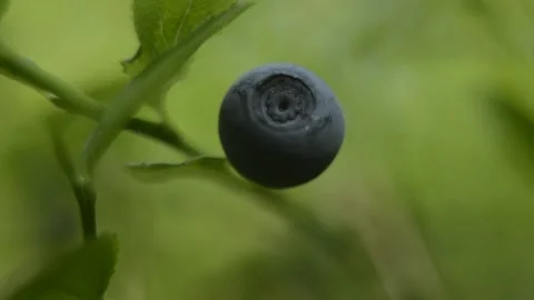 Closeup macro blueberries on the branch in the forest Stock Footage 144407563