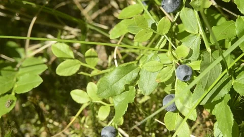 Closeup macro blueberries on the branch in the forest Stock Footage 144407861