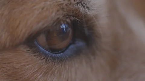 Closeup macro of a brown and white dog 's eye Stock Footage 163739134