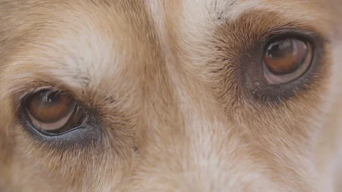 Closeup macro of brown and white dog 's eyes, mood, friend concept Stock Footage 163741398