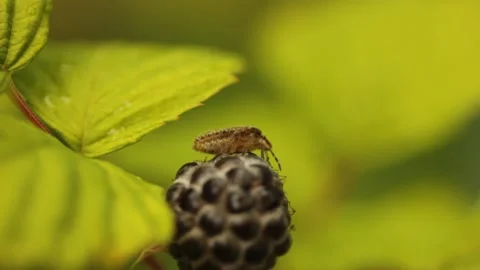 Closeup macro bug is sitting on the black raspberry Stock Footage 213994940