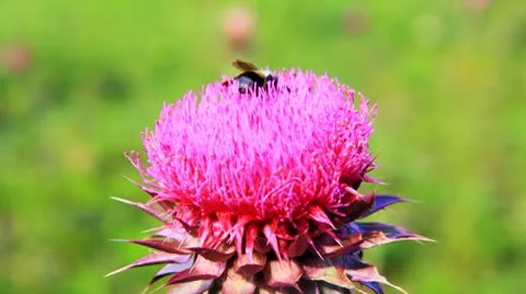 Closeup macro of bumblebee pollinating thistle flower. Vidéo 8849144