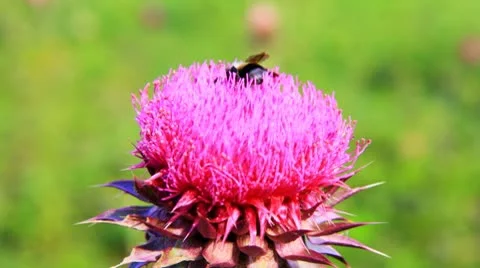 Closeup macro of bumblebee pollinating thistle flower. Vidéo 8849150