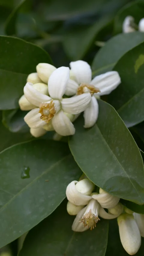 Closeup macro of Citrus sinensis blooming flower on branch. Orange tree presents Stock Footage 331580071