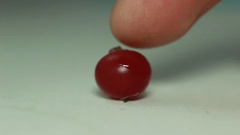 Closeup Macro cranberry been pressed in finger Stock Footage 142930403