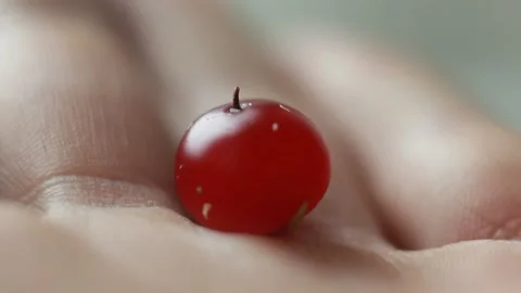 Closeup Macro cranberry on the hand Stock Footage 142930345