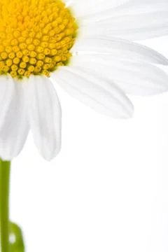 Closeup macro daisy Stock Photos