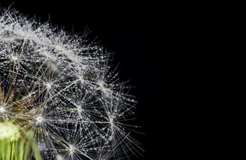 Closeup macro of a dandelion on black background Stock Photos