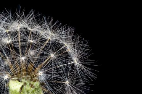 Closeup macro of a dandelion on black background Stock Photos