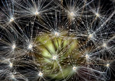 Closeup macro of a dandelion on black background Stock Photos