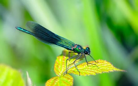 Closeup macro dragonfly on a green leaf Stock Photos