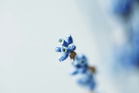 Closeup Macro of Dried lavender branches. Bunches of small white seeds on thi Stock Photos