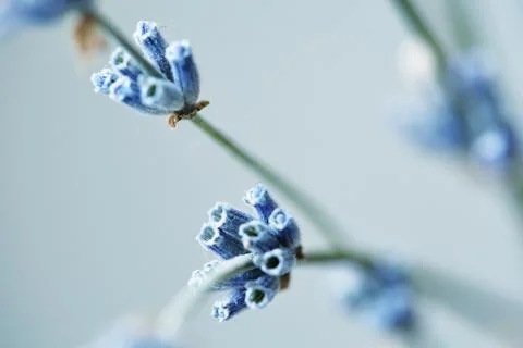 Closeup Macro of Dried lavender branches. Bunches of small white seeds on thi Stock Photos