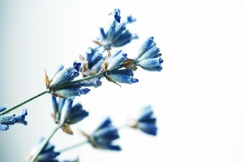 Closeup Macro of Dried lavender branches. Bunches of small white seeds on thi Stock Photos