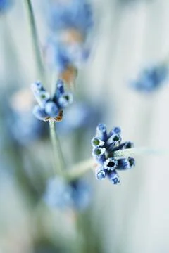 Closeup Macro of Dried lavender branches. Bunches of small white seeds on thi Stock Photos