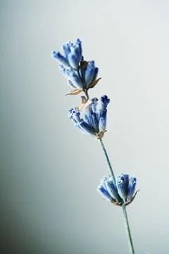 Closeup Macro of Dried lavender branches. Bunches of small white seeds on thi Stock Photos