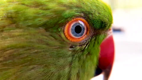 Closeup Macro of Eye of a green parrot. Rose-ringed parakeet. Stock Footage 134995328