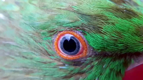Closeup Macro of Eye of a green parrot. Rose-ringed parakeet. Stock Footage 134995339