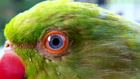 Closeup Macro of Eye of a green parrot. Rose-ringed parakeet. Stock Footage 134995348