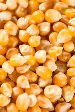 Closeup macro flat lay above raw popcorn for advertising Stock Photos