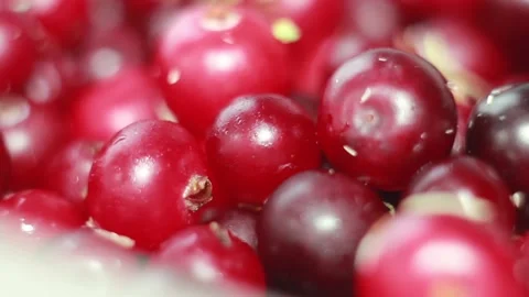 Closeup Macro Fresh cranberry Stock Footage 142930352