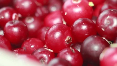 Closeup Macro Fresh cranberry Stock Footage 142930369