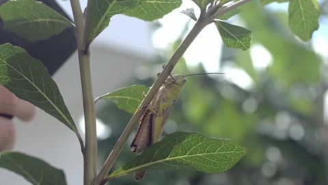 Closeup macro of Grasshopper with antennas. Wild nature insect. Wildlife concept Stock Footage 281616947