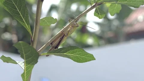 Closeup macro of Grasshopper with antennas. Wild nature insect. Wildlife concept 库存影片 281617048