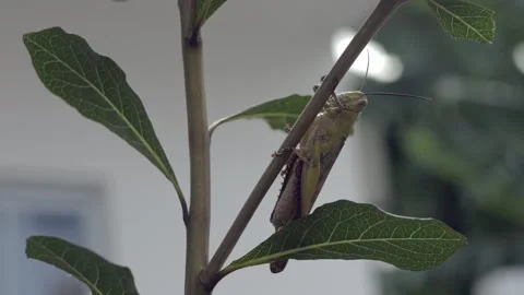 Closeup macro of Grasshopper with antennas. Wild nature insect. Wildlife concept 库存影片 281617178