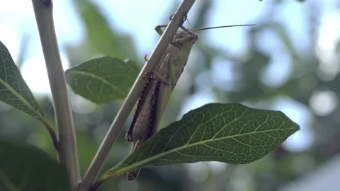 Closeup macro of Grasshopper with antennas. Wild nature insect. Wildlife concept 库存影片 281617273