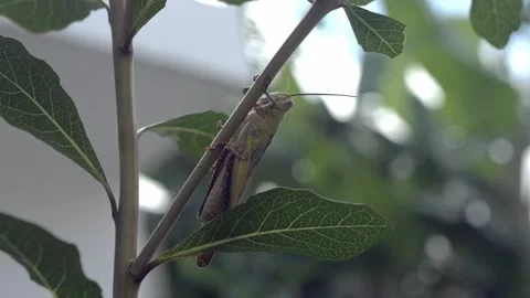 Closeup macro of Grasshopper with antennas. Wild nature insect. Wildlife concept 库存影片 281617456