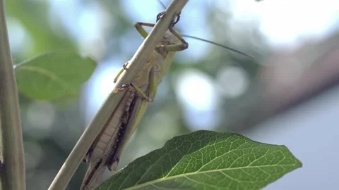 Closeup macro of Grasshopper with antennas. Wild nature insect. Wildlife concept 库存影片 281617602