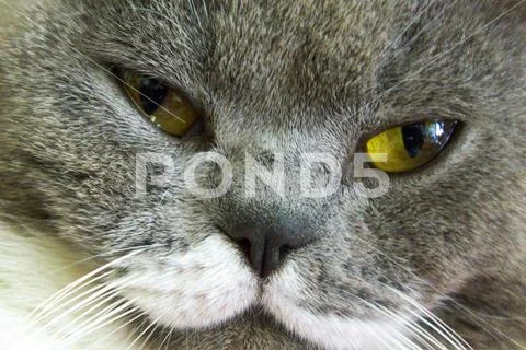 Closeup macro of gray cat face with green yellow eyes. Home beautiful animal Stock Photos