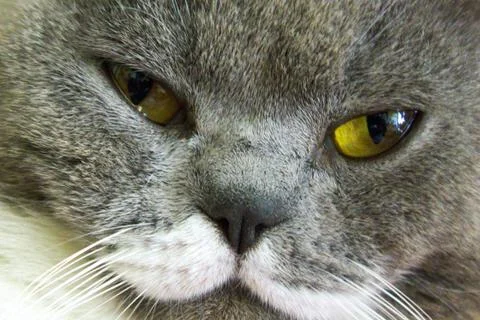 Closeup macro of gray cat face with green yellow eyes. Home beautiful animal  Stock-Fotos