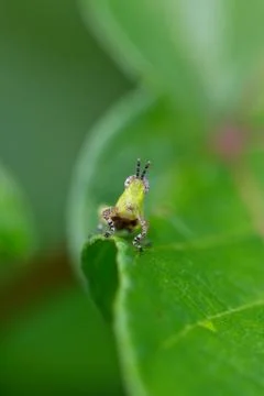 Closeup Macro of green grasshopper with comical face in Amazon jungle Bolivia Stock Photos