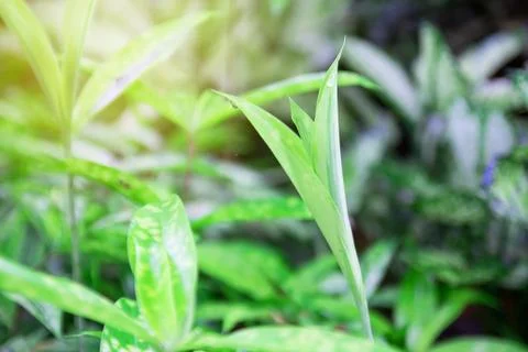Closeup macro of green leaf texture background. Stock Photos