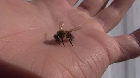 Closeup Macro of Honey Bee crawling on womans hand Stock Footage 46523902