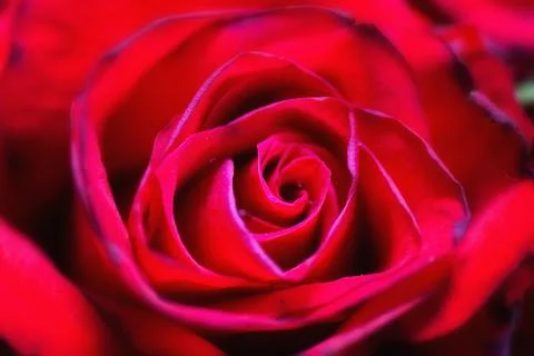 Closeup macro image of a beautiful red rose Stock Photos