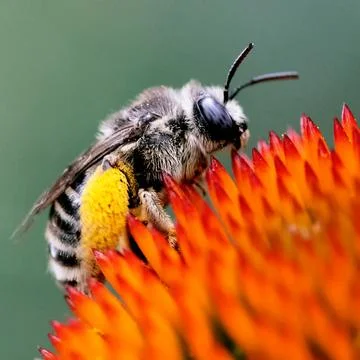 Closeup Macro Image of Honey Bee Pollenating Garden Coneflowers Stock Photos