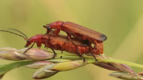 Closeup macro insects copulate on the weed branch Stock Footage 136297507