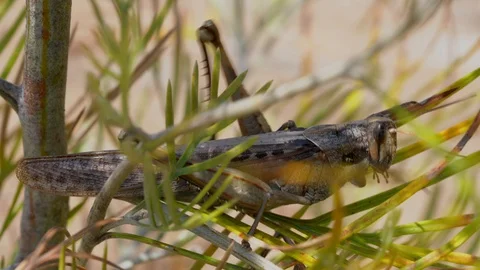 Closeup macro large locust grasshopper moving in tree Stock Footage 111884511