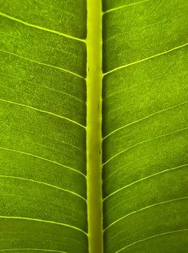 Closeup macro leaf on light background. Green leaf. Floral branch. Stock Photos