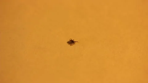 Closeup macro moving mite insect on the surface Видео 214000701