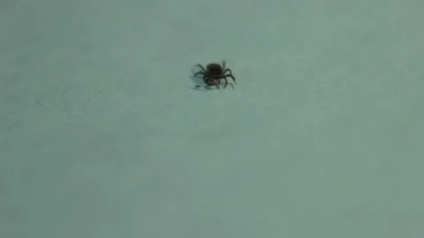 Closeup macro moving mite insect on the surface Stock Footage 214000888