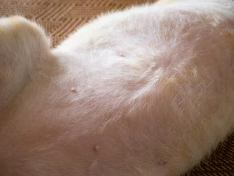 Closeup macro of orange cat soft white belly fur showing nipples texture ly.. Stock Photos