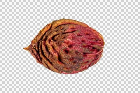 Closeup macro peach pit seed isolated natural textured surface Stock Photos